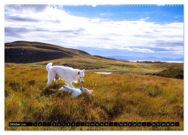 Produktbild: Wei&szlig;e Sch&auml;ferhunde in sch&ouml;nen Landschaften (Wandkalender 2026 DIN A2 quer), CALVENDO Monatskalender