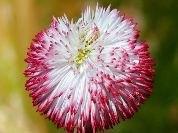 Produktbild: CALVENDO Puzzle Bellis mit Wassertropfen | 1000 Teile Lege-Gr&ouml;&szlig;e 64x48cm Foto-Puzzle f&uuml;r gl&uuml;ckliche Stunden