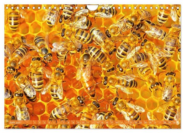 Produktbild: Ein Leben f&uuml;r den Honig: Bienen und Imker (Wandkalender 2027 DIN A4 quer), CALVENDO Monatskalender