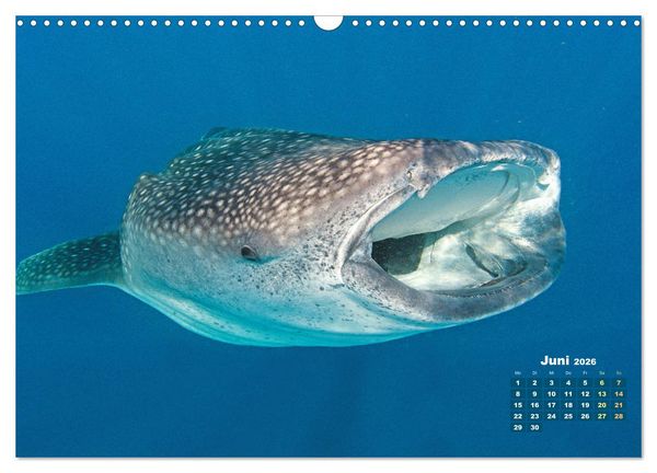 Produktbild: Tiere des Meeres: Faszination Tauchen (Wandkalender 2026 DIN A3 quer), CALVENDO Monatskalender