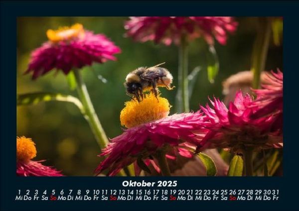 Produktbild: Bien 2025 Fotokalender DIN A5