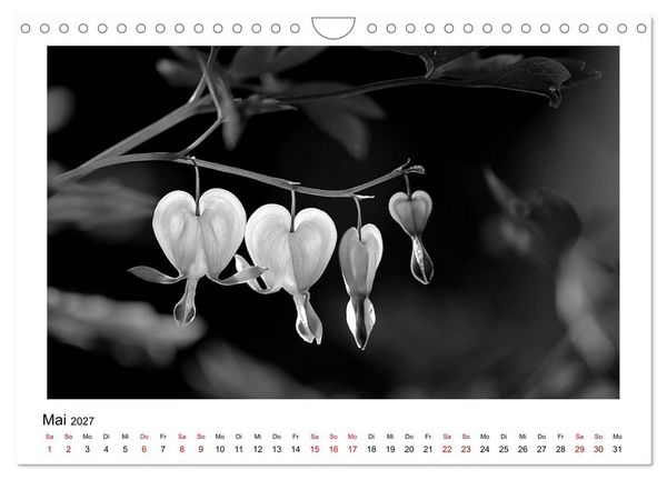Produktbild: Die grafische Sch&ouml;nheit der Pflanzen &ndash; Schwarz-Wei&szlig; (Wandkalender 2027 DIN A4 quer), CALVENDO Monatskalender