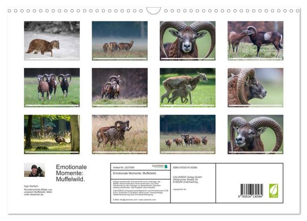 Produktbild: Emotionale Momente: Muffelwild. (Wandkalender 2026 DIN A3 quer), CALVENDO Monatskalender