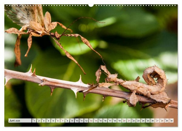 Produktbild: INSEKTEN GANZ NAHE (hochwertiger Premium Wandkalender 2026 DIN A2 quer), Kunstdruck in Hochglanz