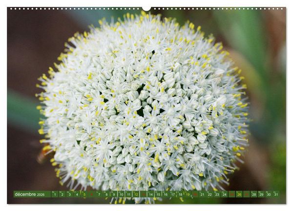 Produktbild: La beaut&eacute; des fleurs (Calendrier mural 2026 DIN A2 vertical), CALVENDO calendrier mensuel