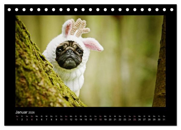 Produktbild: Der Feldfurchen-Mops (Tischkalender 2026 DIN A5 quer), CALVENDO Monatskalender