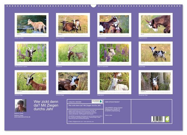 Produktbild: Wer zickt denn da? Mit Ziegen durchs Jahr (Wandkalender 2026 DIN A2 quer), CALVENDO Monatskalender