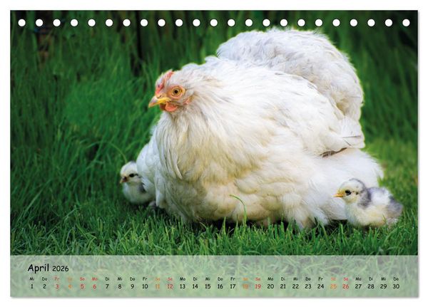 Produktbild: H&uuml;hner im Garten (Tischkalender 2026 DIN A5 quer), CALVENDO Monatskalender