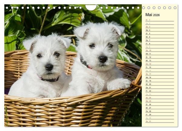 Produktbild: Kobold auf 4 Pfoten - West Highland White Terrier (Wandkalender 2026 DIN A4 quer), CALVENDO Monatskalender