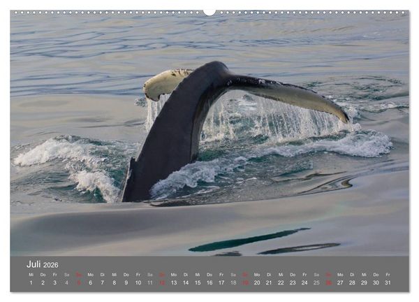 Produktbild: Island 2026 (Wandkalender 2026 DIN A2 quer), CALVENDO Monatskalender