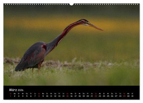 Produktbild: Naturjuwelen - Neusiedler See (hochwertiger Premium Wandkalender 2026 DIN A2 quer), Kunstdruck in Hochglanz