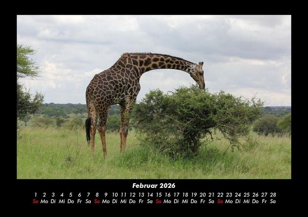 Produktbild: Giraffen 2026 Fotokalender DIN A3