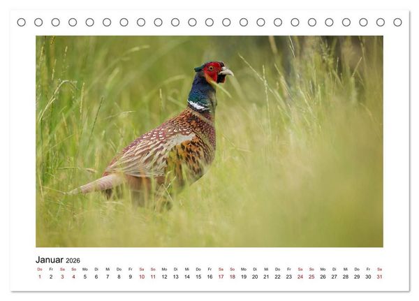 Produktbild: Deutschlands Wildtiere (Tischkalender 2026 DIN A5 quer), CALVENDO Monatskalender