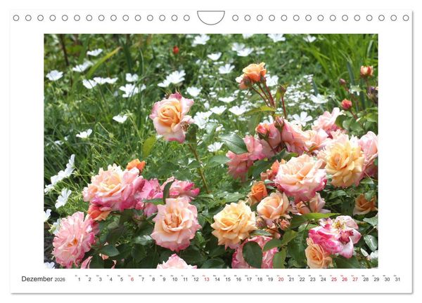 Produktbild: Rosenlust (Wandkalender 2026 DIN A4 quer), CALVENDO Monatskalender