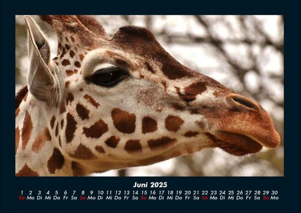 Produktbild: Giraffen 2025 Fotokalender DIN A4