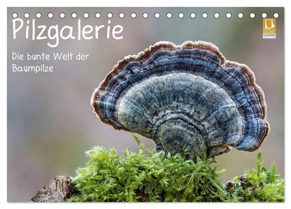Produktbild: Pilzgalerie - Die bunte Welt der Baumpilze (Tischkalender 2026 DIN A5 quer), CALVENDO Monatskalender