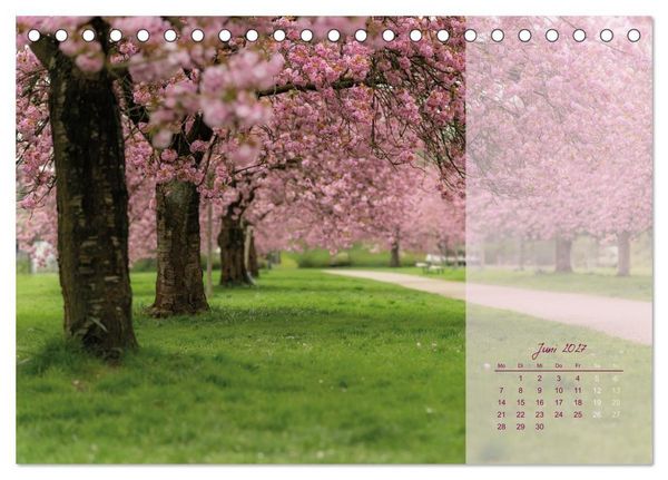 Produktbild: Pretty in Pink - Die Kirschbl&uuml;te (Tischkalender 2027 DIN A5 quer), CALVENDO Monatskalender