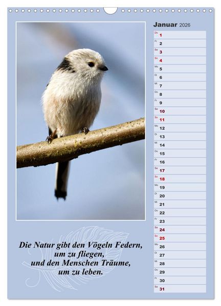 Produktbild: Schwanzmeisen, die niedlichen kleinen Pfannenstielchen (Wandkalender 2026 DIN A3 hoch), CALVENDO Monatskalender