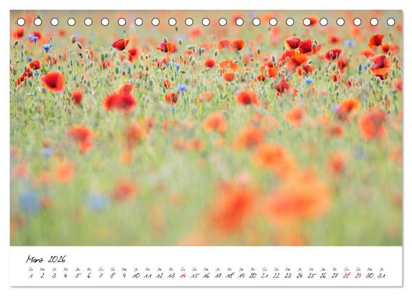 Produktbild: Mohnwiesen (Tischkalender 2026 DIN A5 quer), CALVENDO Monatskalender