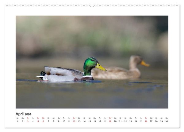Produktbild: Geschnatter - Enten und G&auml;nse in Deutschland (hochwertiger Premium Wandkalender 2026 DIN A2 quer), Kunstdruck in Hochglanz