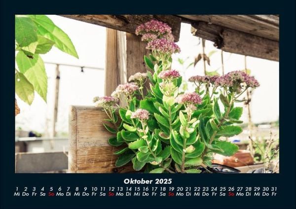 Produktbild: Blumen & Pflanzen 2025 Fotokalender DIN A4