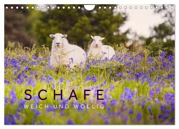 Produktbild: Schafe - Weich und wollig (Wandkalender 2026 DIN A4 quer), CALVENDO Monatskalender