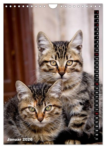 Produktbild: Istanbuls Katzen (Wandkalender 2026 DIN A4 hoch), CALVENDO Monatskalender