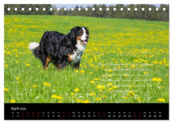 Produktbild: So ist er. Der Berner Sennenhund (Tischkalender 2026 DIN A5 quer), CALVENDO Monatskalender