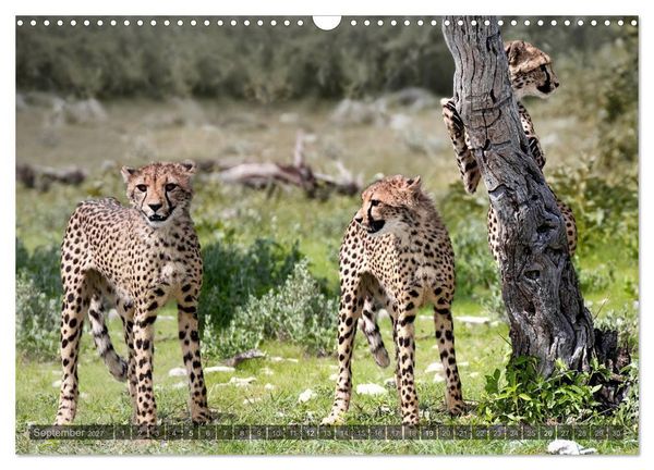 Produktbild: Namibia - Die Tierwelt (Wandkalender 2027 DIN A3 quer), CALVENDO Monatskalender