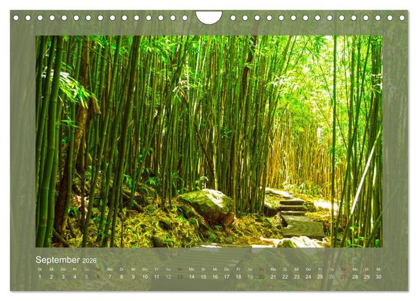 Produktbild: Bambus (Wandkalender 2026 DIN A4 quer), CALVENDO Monatskalender