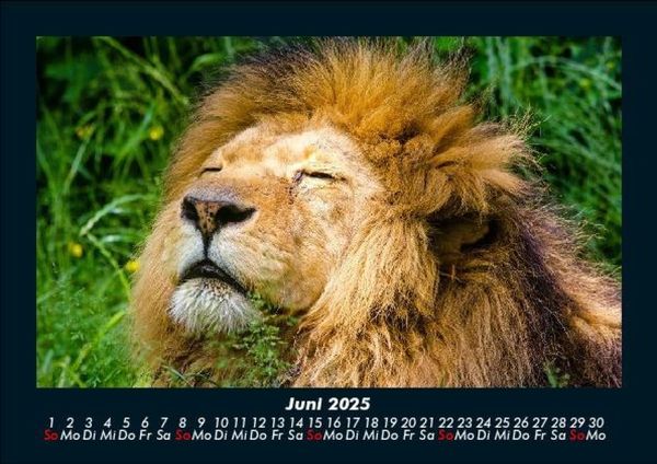 Produktbild: L&ouml;wen in der Wildnis 2025 Fotokalender DIN A5