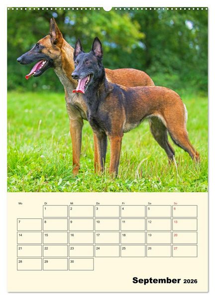 Produktbild: Familienplaner Tausendsassa Malinois (Wandkalender 2026 DIN A2 hoch), CALVENDO Monatskalender