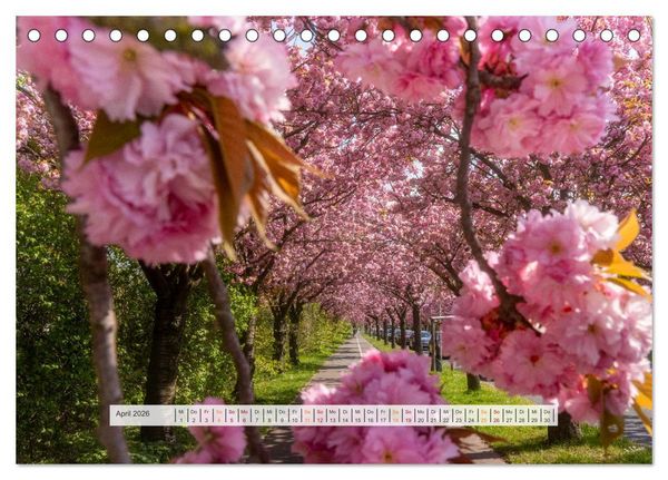 Produktbild: Sch&ouml;nes Magdeburg (Tischkalender 2026 DIN A5 quer), CALVENDO Monatskalender