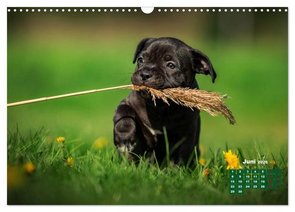 Produktbild: Listenhunde - mehr als nur eine Kategorie (Wandkalender 2026 DIN A3 quer), CALVENDO Monatskalender