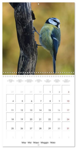 Produktbild: M&eacute;sange bleue en G&acirc;tinais (Calendrier mural carr&eacute; 2026 30x30 cm) Calendrier double avec une page pour vos prises de notes