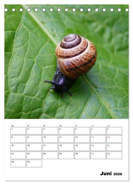Produktbild: Die geheimnisvolle Welt der Schnecken (Tischkalender 2026 DIN A5 hoch), CALVENDO Monatskalender