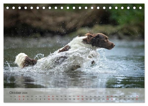 Produktbild: Treue Jagdgef&auml;hrten Der kleine M&uuml;nsterl&auml;nder (Tischkalender 2026 DIN A5 quer), CALVENDO Monatskalender