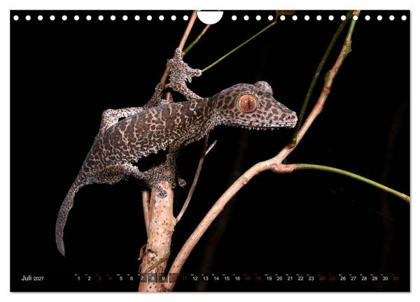 Produktbild: Reptilien auf Madagaskar (Wandkalender 2027 DIN A4 quer), CALVENDO Monatskalender