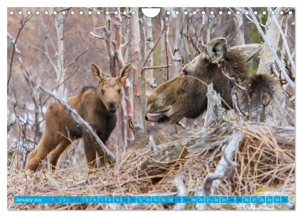 Produktbild: FIRST STEPS FOR BABY MOOSE (Wall Calendar 2026 DIN A4 landscape), CALVENDO 12 Month Wall Calendar