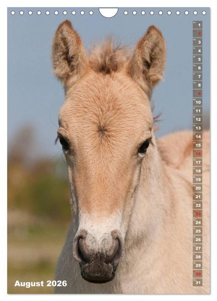 Produktbild: Fohlen im Portr&auml;t (Wandkalender 2026 DIN A4 hoch), CALVENDO Monatskalender