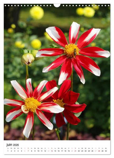Produktbild: Des beaux dahlias (Calendrier mural 2026 DIN A3 horizontal), CALVENDO calendrier mensuel