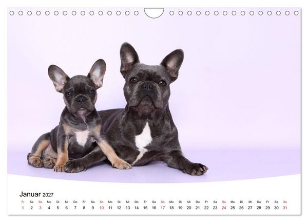 Produktbild: Bullys - Franz&ouml;sische Bulldoggen 2027 (Wandkalender 2027 DIN A4 quer), CALVENDO Monatskalender