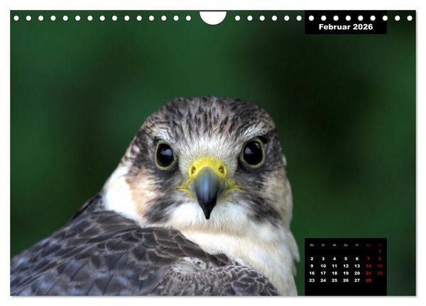 Produktbild: Greifv&ouml;gel - Herrscher der L&uuml;fte (Wandkalender 2026 DIN A4 quer), CALVENDO Monatskalender