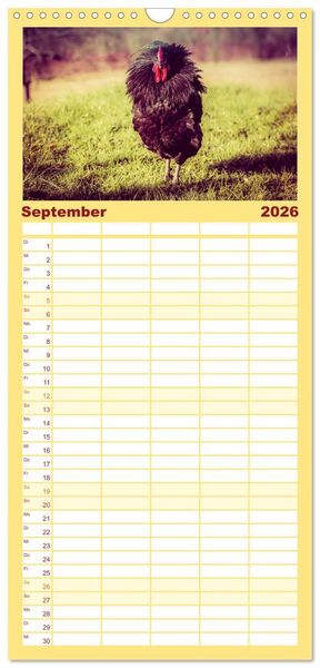 Produktbild: Familienplaner 2026 - H&uuml;hner in meinem Garten mit 5 Spalten (Wandkalender, 21 x 45 cm) CALVENDO