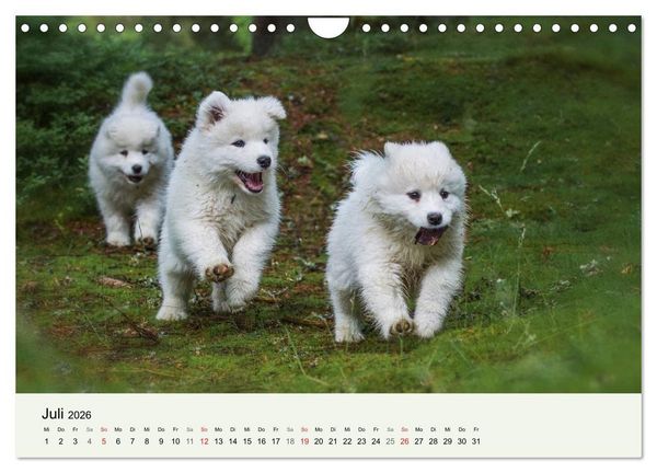Produktbild: Kleine Samojeden - Eisb&auml;rchen Abenteuer im M&auml;rchenwald (Wandkalender 2026 DIN A4 quer), CALVENDO Monatskalender