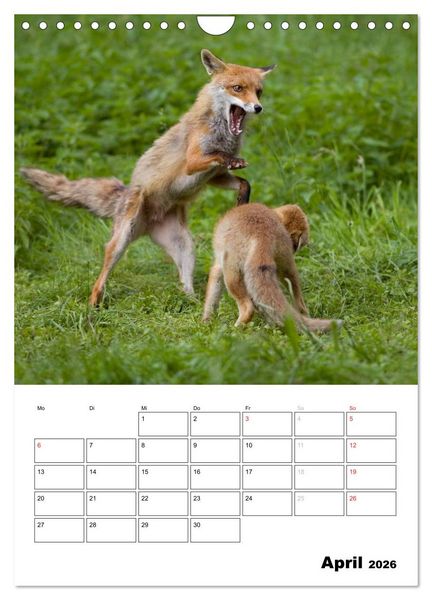 Produktbild: Rotfuchs - Impressionen (Wandkalender 2026 DIN A4 hoch), CALVENDO Monatskalender