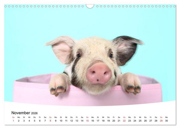 Produktbild: Niedliche Ferkel lovely piglets 2026 (Wandkalender 2026 DIN A3 quer), CALVENDO Monatskalender