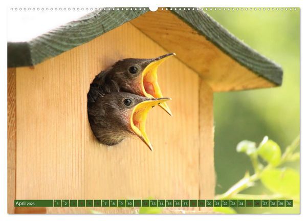 Produktbild: Nachwuchs bei Familie Star (Wandkalender 2026 DIN A2 quer), CALVENDO Monatskalender