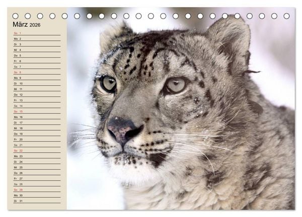 Produktbild: Schneeleoparden. Geschmeidige Gebirgsj&auml;ger (Tischkalender 2026 DIN A5 quer), CALVENDO Monatskalender