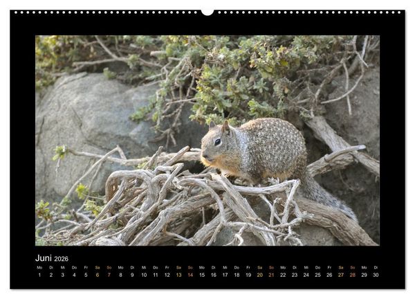 Produktbild: Yellowstone - Wunder der Natur (Wandkalender 2026 DIN A2 quer), CALVENDO Monatskalender